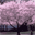 [Oriental cherry]