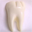 [Tooth]